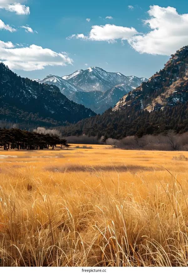Mountain Meadow Landscape With Golden Grass
