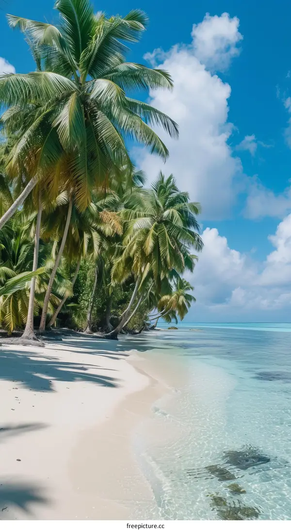 Palm trees on a beach with white sand and blue water