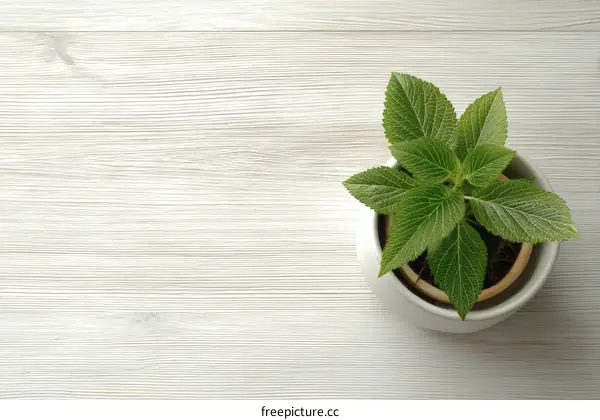 Small Plant in a White Pot on a Light Wooden Table