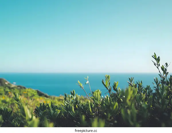 Blue Sea and Green Bushes with Blue Sky