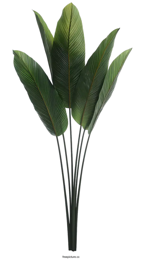 [Transparent Background PNG]Green Tropical Leaves on White Background