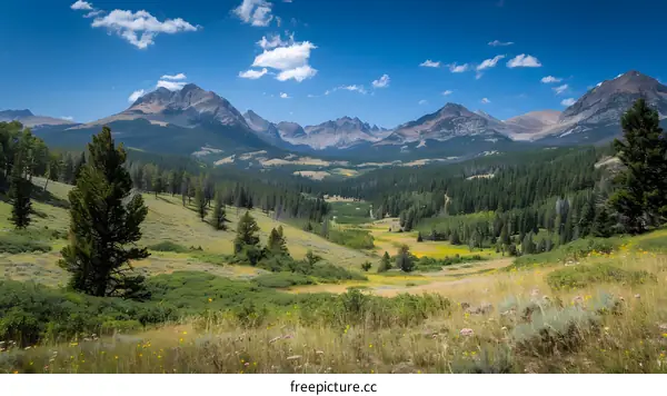 mountain valley landscape with pine trees and wildflowers