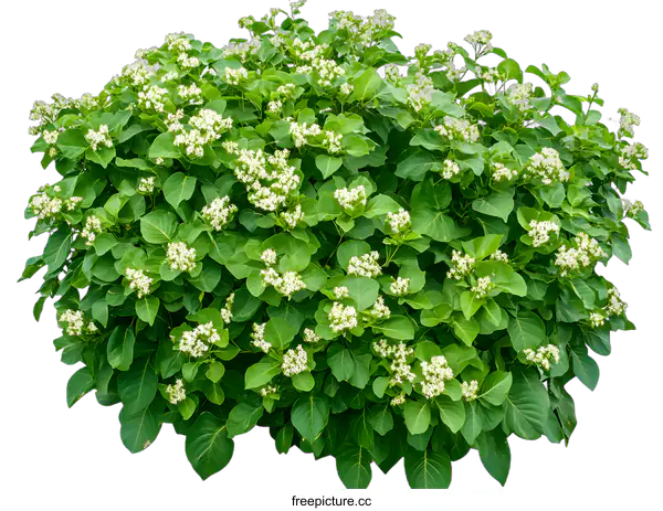 [Transparent Background PNG]Green Bush with White Flowers Isolated on White Background