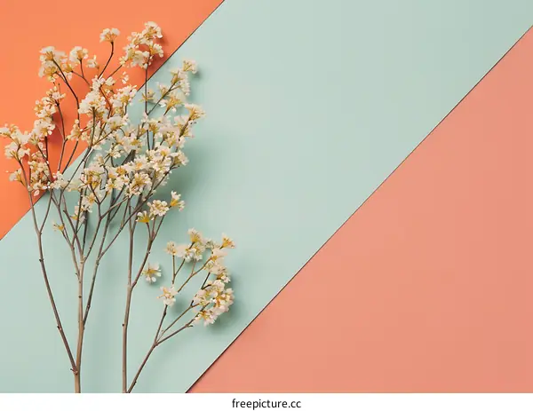 White Flowers On A Diagonal Color Background