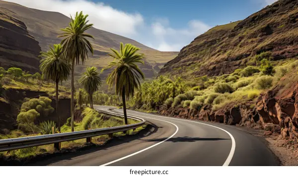 Road through a valley with palm trees