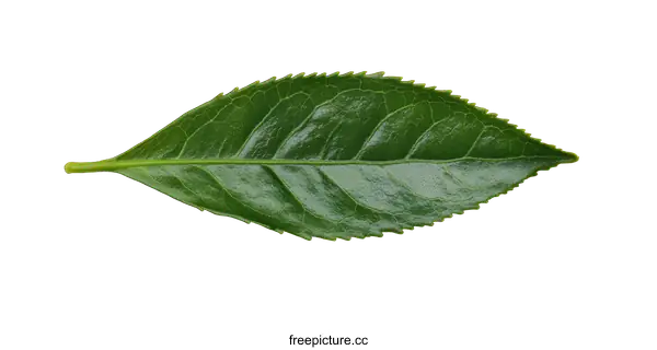 [Transparent Background PNG]Closeup of a Vibrant Green Tea Leaf