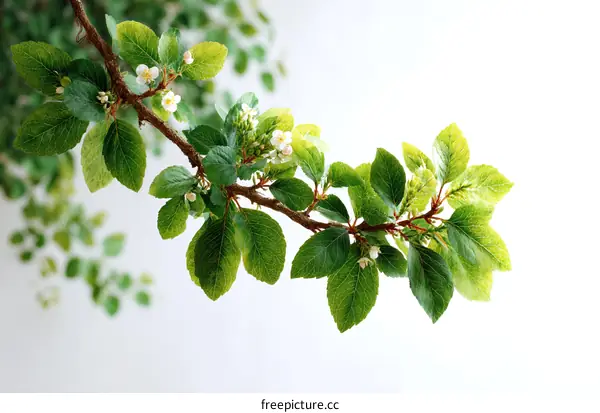 Spring Branch with New Leaves and Blossoms