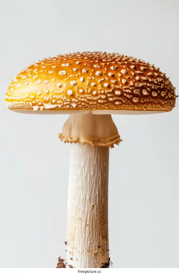 Close-up photo of a large orange mushroom with white spots
