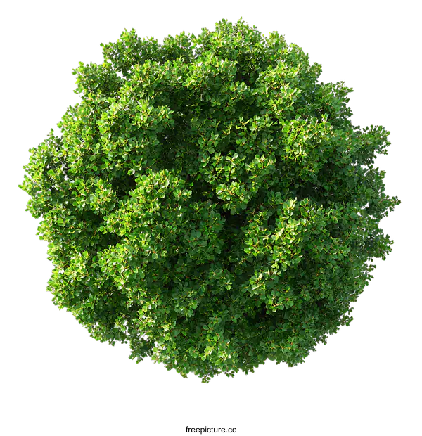 [Transparent Background PNG]Green Tree Crown Isolated on White Background