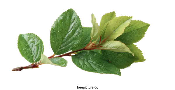 [Transparent Background PNG]Fresh Green Leaves on Branch Close Up