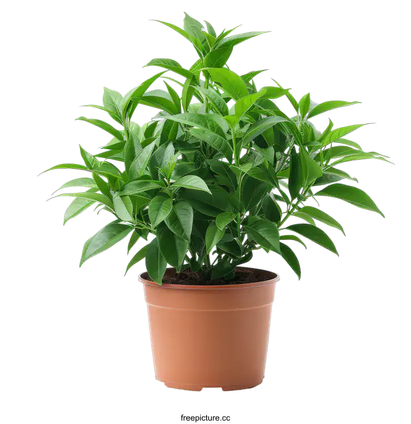 [Transparent Background PNG]Green plant in a pot on a black background