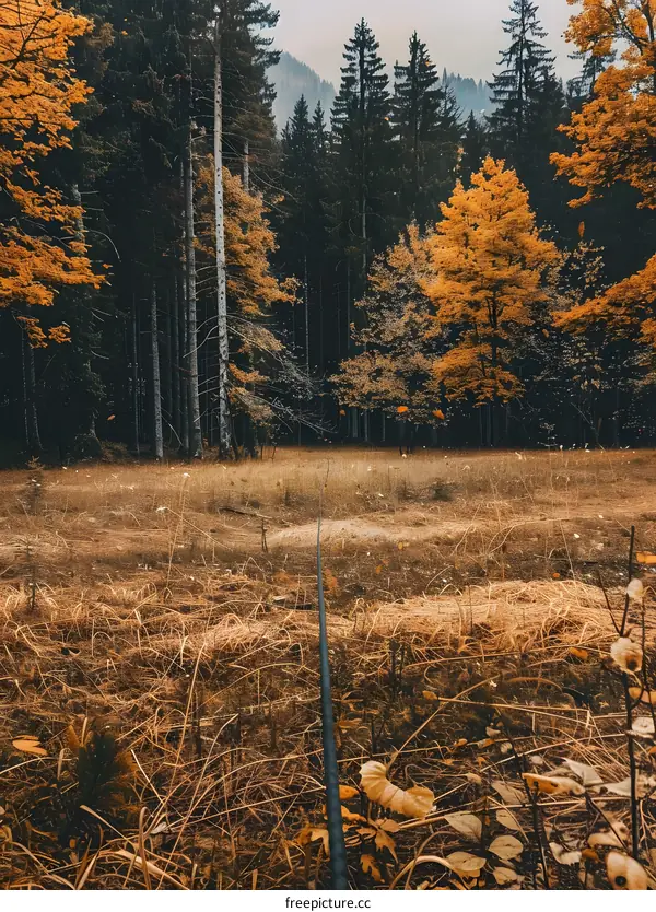 Autumn Forest with Golden Leaves and Rope