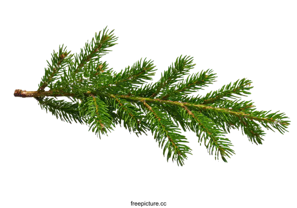[Transparent Background PNG]Christmas Fir Branch Decoration
