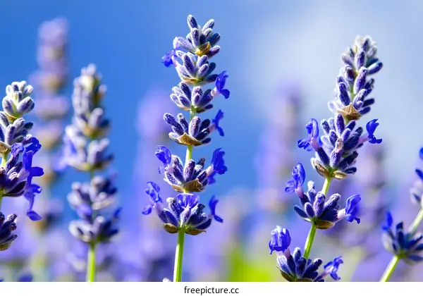 Close Up of Purple Lavender Flowers Against Blue Sky