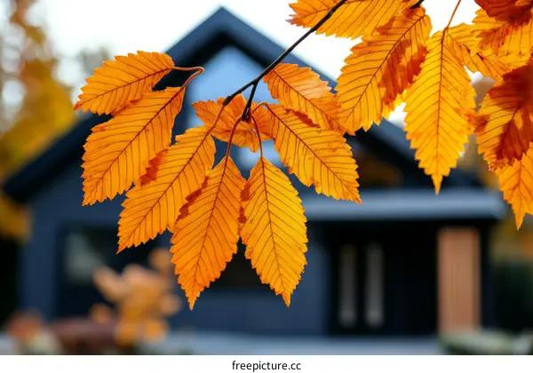 Autumn Leaves in Front of a Modern House