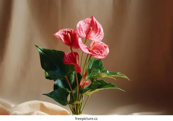 Pink Anthurium Flowers in Soft Light