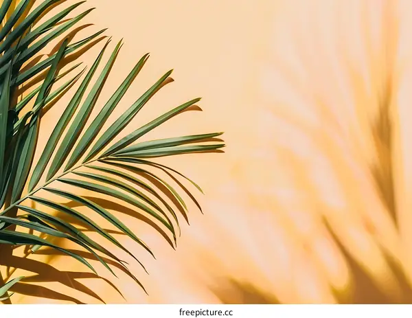 Palm Leaf Shadow on Yellow Background