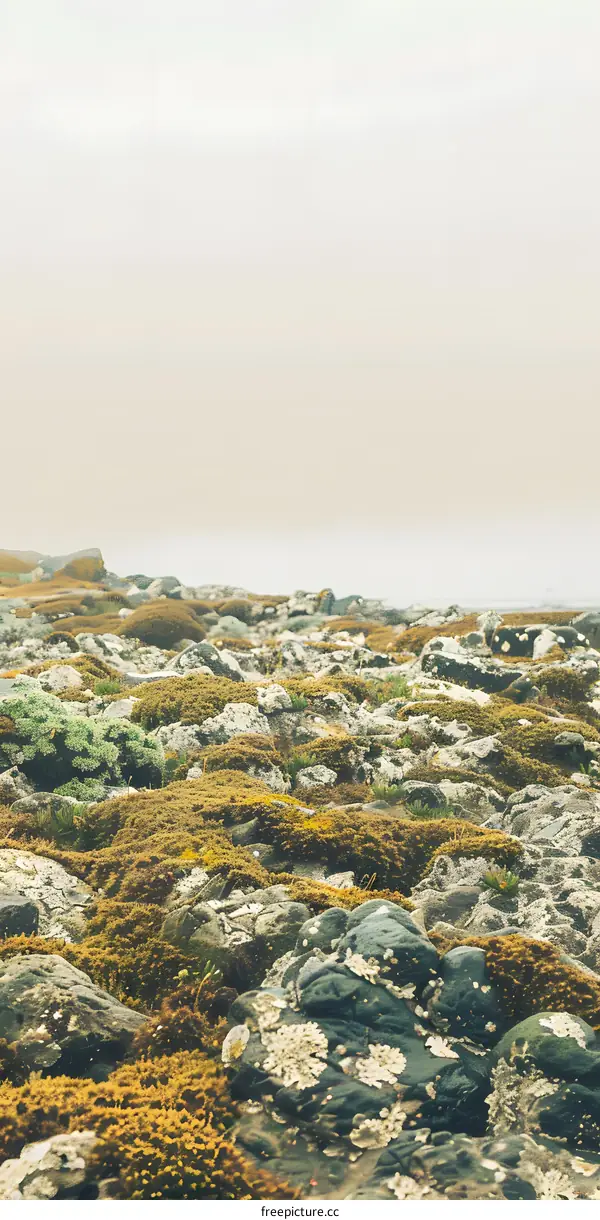 Green Moss and Rocks on a Mountain