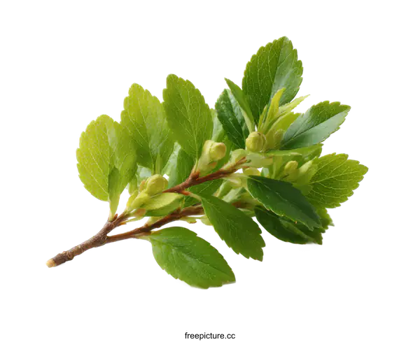 [Transparent Background PNG]Fresh Spring Branch with Leaves and Buds