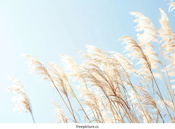 Fluffy Grass Blowing in the Wind
