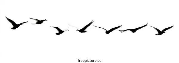 Silhouette of Birds in Flight