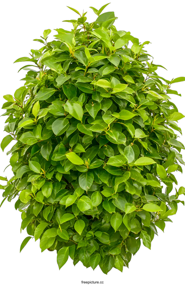 [Transparent Background PNG]Green Bush Isolated On White Background