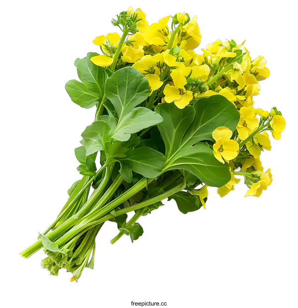 [Transparent Background PNG]A bouquet of rapeseed flowers