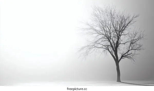 Lonely Tree in a Misty Morning