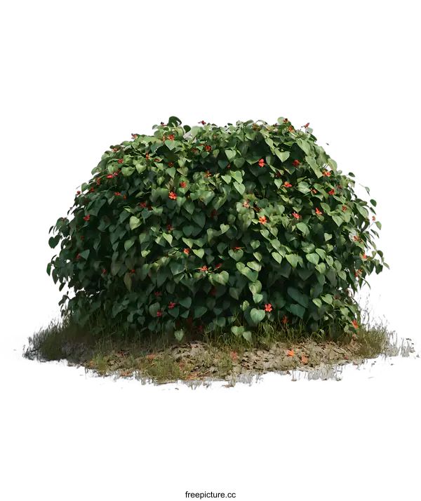 [Transparent Background PNG]Green Bush with Red Flowers Isolated on White Background