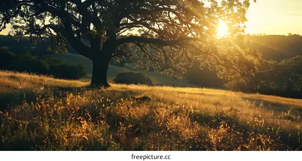 Golden Sunset Over a Grassy Field