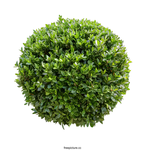 [Transparent Background PNG]Green Bush with White Background