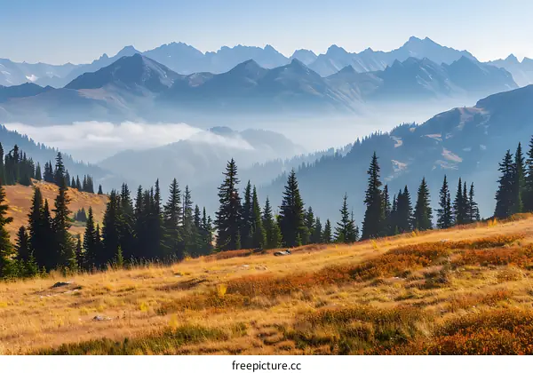 Mountain Range with Fog and Pine Trees