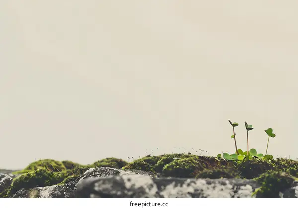 Green Plants Growing on a Rock