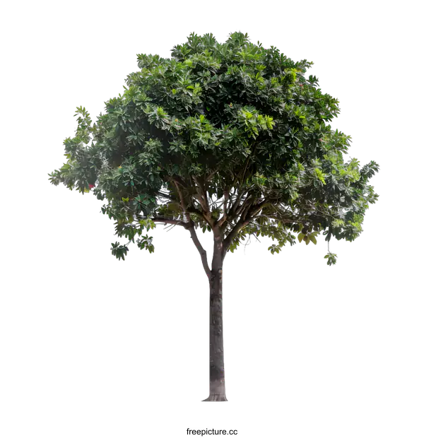 [Transparent Background PNG]Green Tree Isolated on White Background
