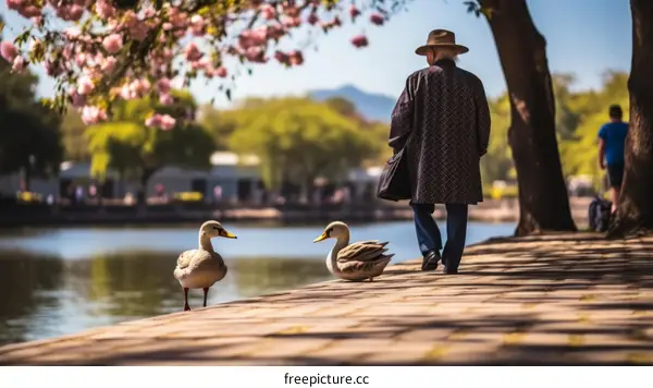 Elderly man walking in park with ducks