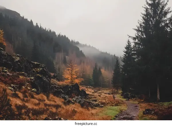 Misty Forest Path in the Mountains with Autumn Colors