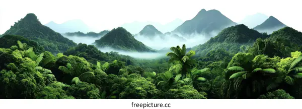 Misty Rainforest Mountain Landscape