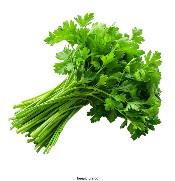 [Transparent Background PNG]Fresh Parsley on White Background