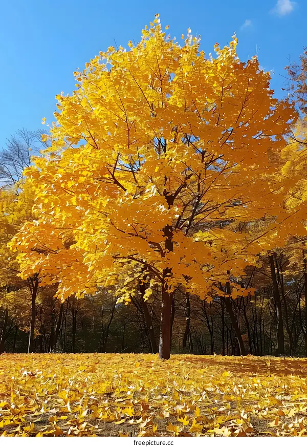 Golden Autumn Tree