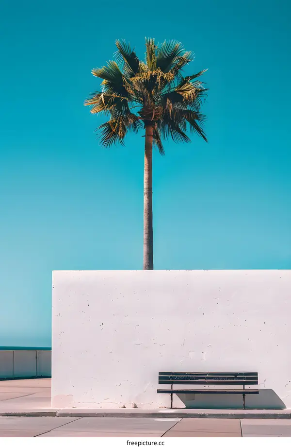 Palm Tree and Bench Against White Wall and Blue Sky