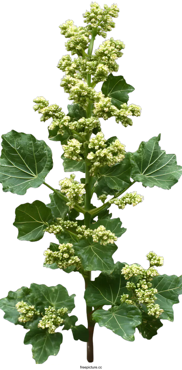 [Transparent Background PNG]Green Plant With White Flowers And Large Leaves