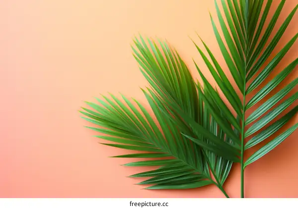 Tropical Palm Leaves on Vibrant Pink Backdrop