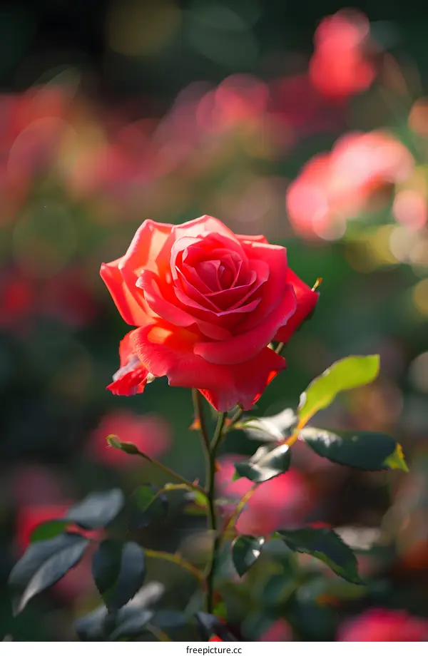 Single Red Rose Flower in Bloom With Green Leaves