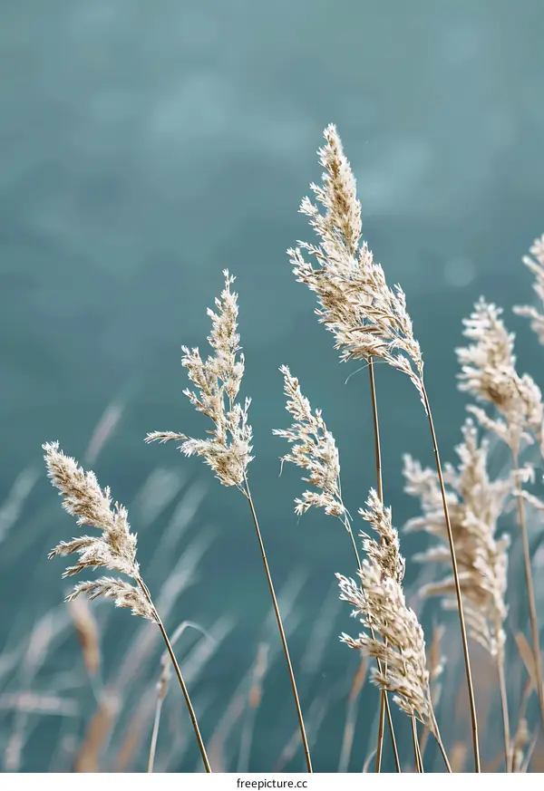 Tall Grass Blowing in the Wind Against a Blue Sky