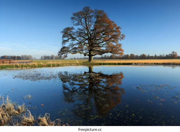 Tree Reflection In Pond With Blue Sky