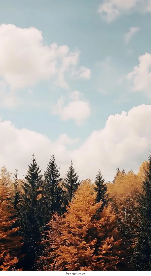 Autumn Forest Trees Under Blue Sky