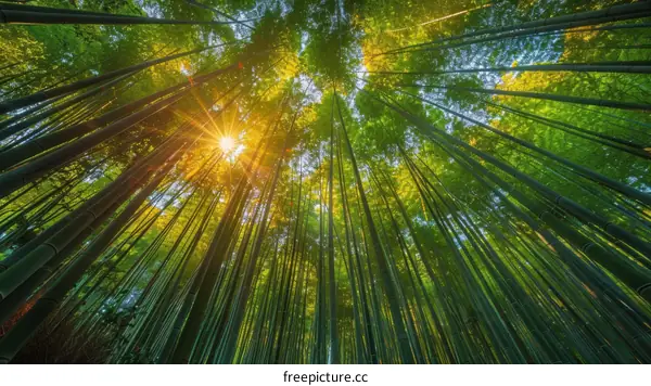 Sun shining through a bamboo forest
