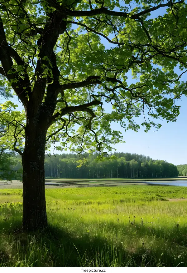 A Majestic Oak Tree Overlooking a Lush Green Meadow