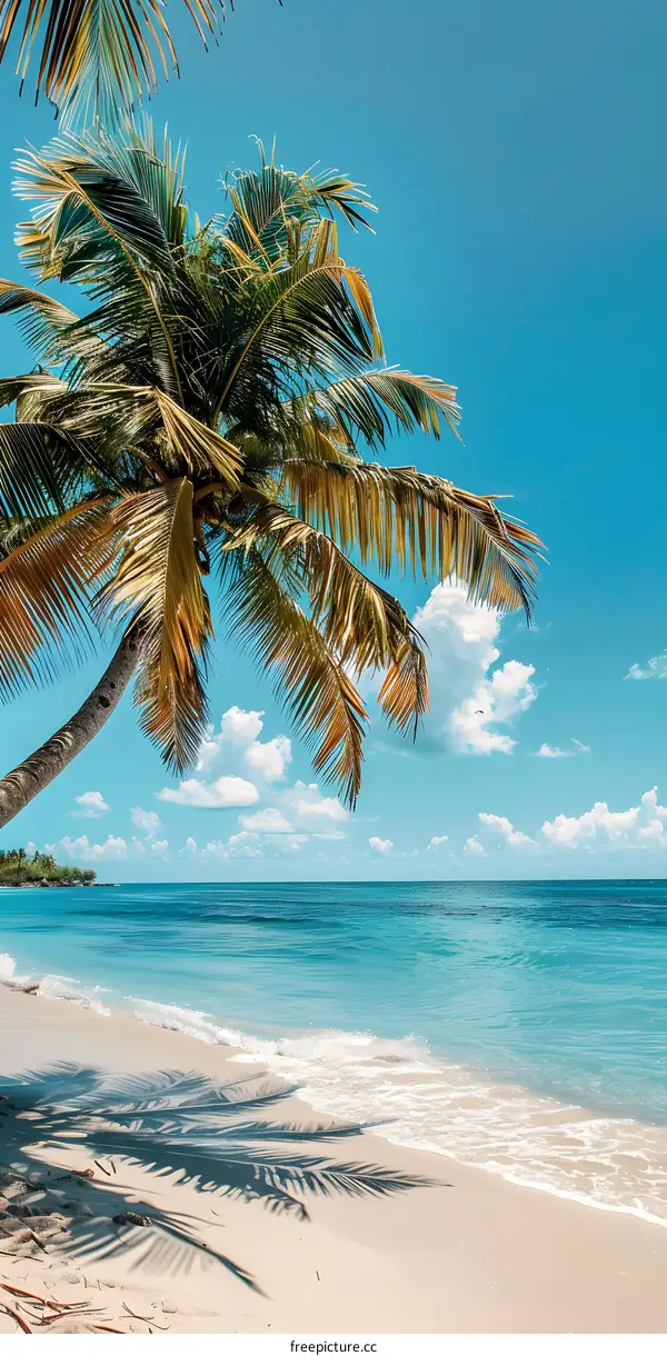 Palm tree on a tropical beach with white sand and blue water