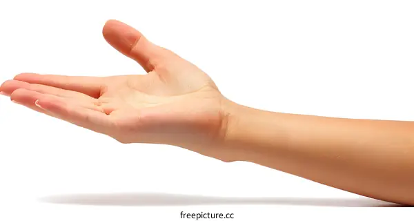 An open hand with the palm facing up